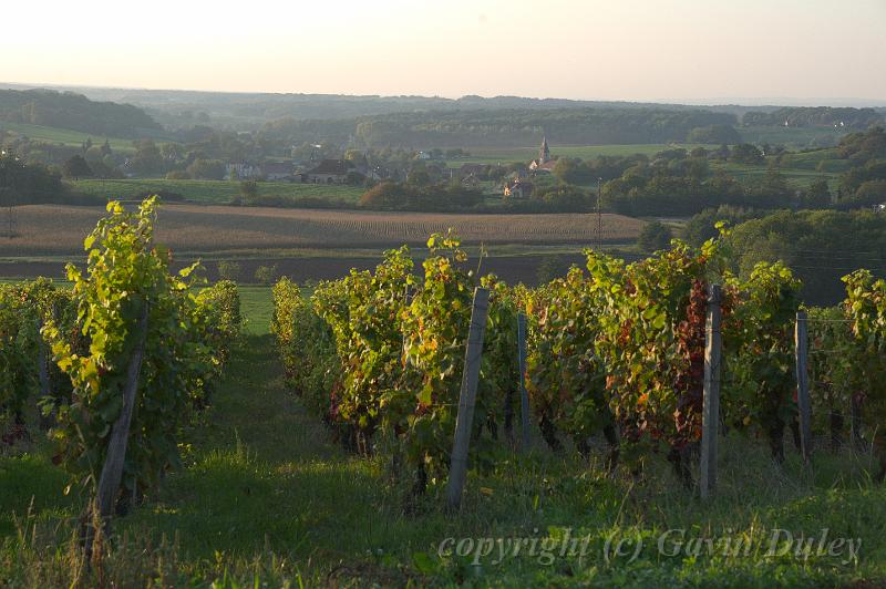 Vineyard, evening, near Buvilly IMGP3275.jpg